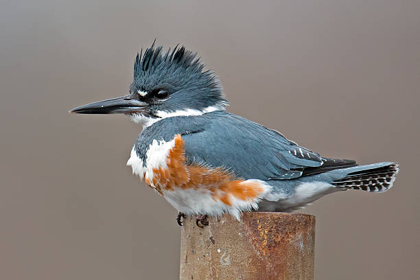 Belted Kingfisher Female