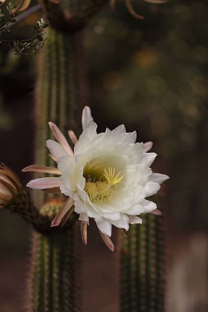 istock White Trichocereus spachianus cactus flower 533567286