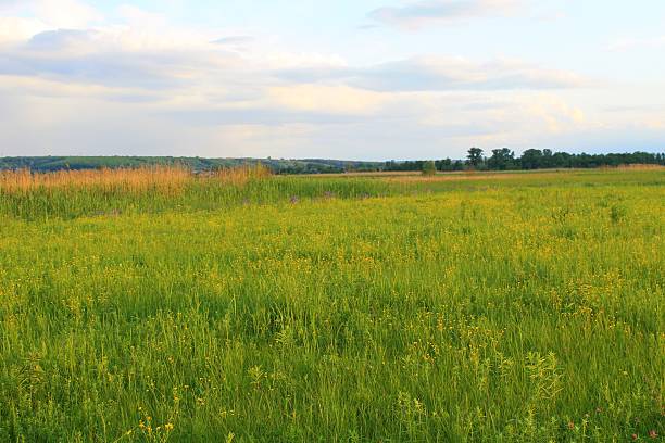 istock Meadow of yellow flowers 533567512