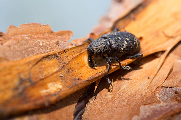 Pine weevil eating fresh pine bark Pine weevil eating fresh pine bark. pine weevil hylobius abietis stock pictures, royalty-free photos & images