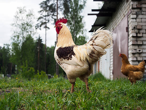 istock Rooster beautiful, big and proud. Green grass 533568172