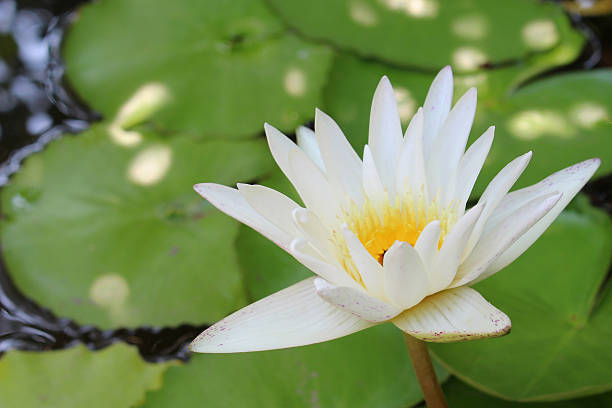 istock White lilies in a pond naturally beautiful 533569044