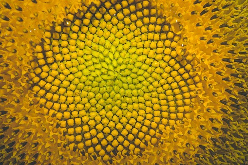 Sunflower in bloom in Chinag Mai, Thailand