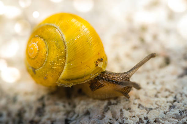 Garden snail with yellow house on a rock