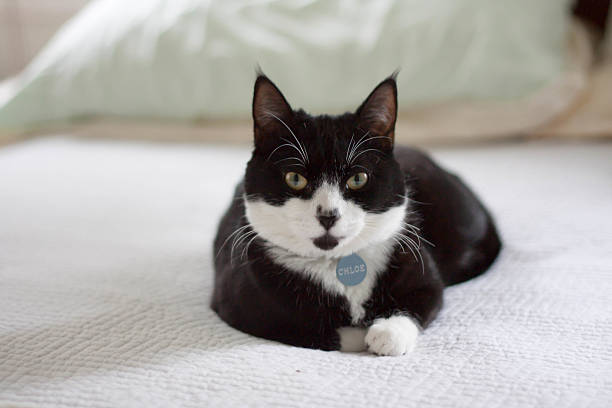 Cat Sitting on Bed stock photo