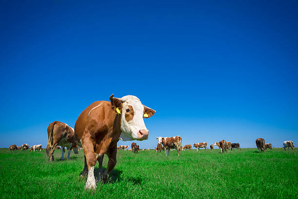 istock Cow and field of fresh grass 533569336