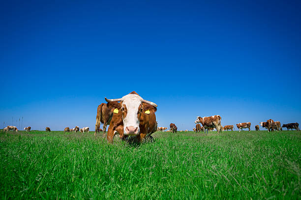 istock Cow and field of fresh grass 533569396