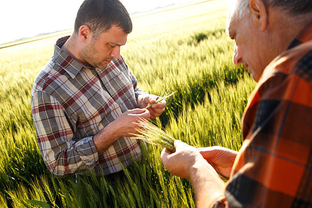 istock Senior farmer in a field examining crop 533570698