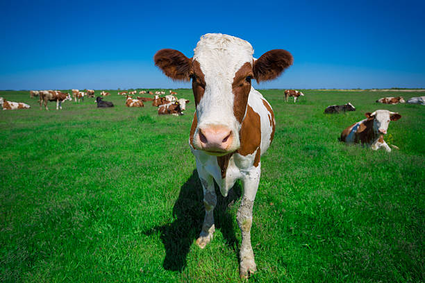 istock Cow and field of fresh grass 533570772