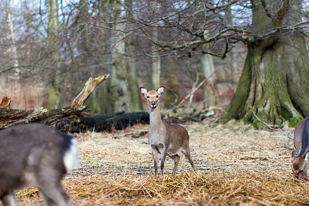 istock Looking into the eyes of a Deer 533570884
