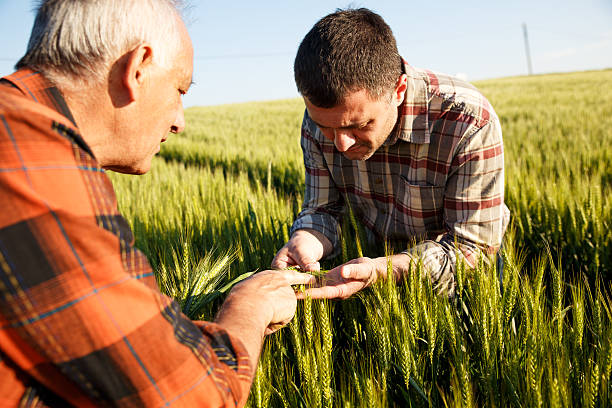 istock Senior farmer in a field examining crop 533570896