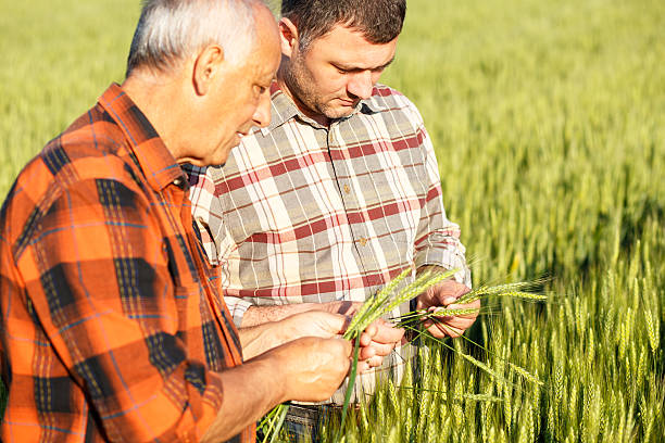 istock Senior farmer in a field examining crop 533571140