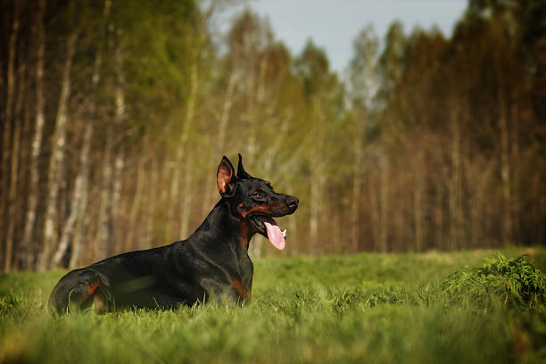 istock Beautiful dog Doberman lying in the summer 533571186