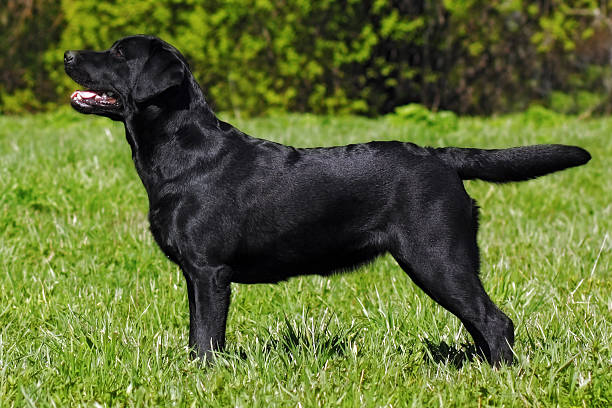istock Labrador Retriever standing in the show position 533571256