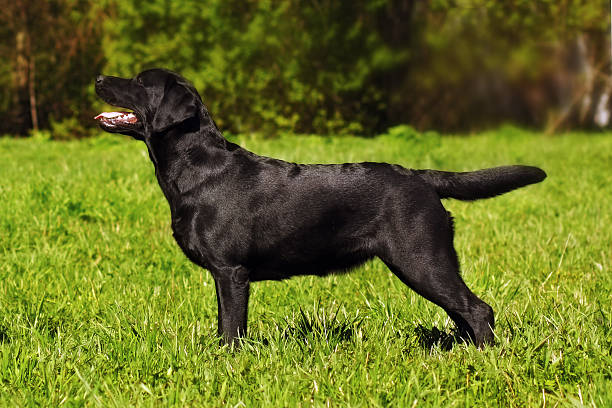 istock Labrador Retriever standing in the show position 533571338