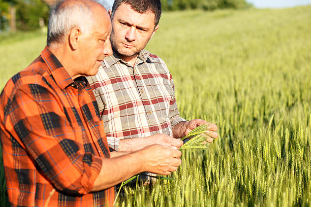 istock Senior farmer in a field examining crop 533571360