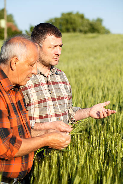 istock Senior farmer in a field examining crop 533571588