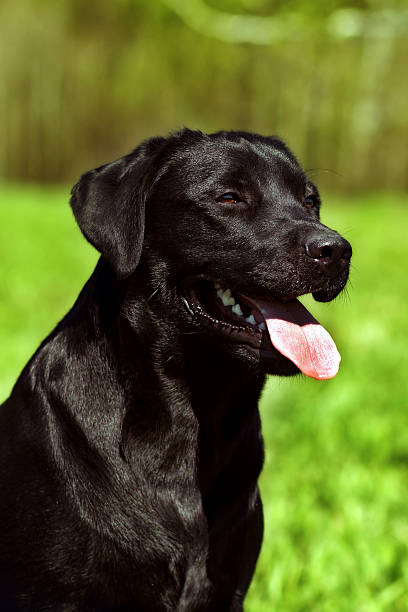 istock happy black dog Labrador Retriever 533571694