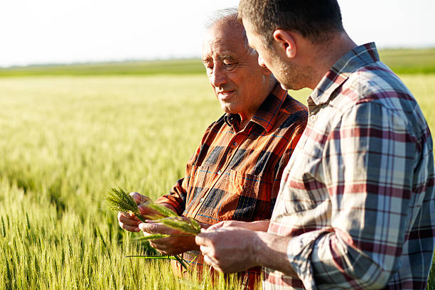 istock Senior farmer in a field examining crop 533571990