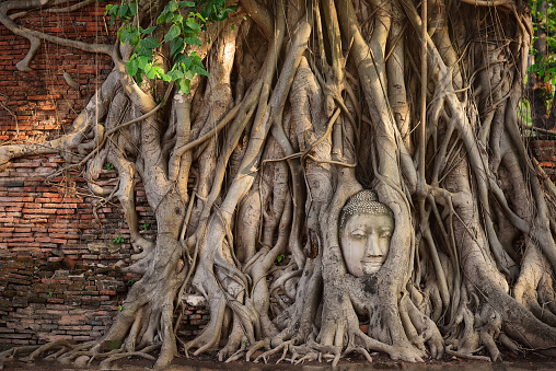 Buddha’s head in tree roots at Wat Mahathat (Maha That) in Phra Nakhon Si Ayutthaya Province, Thailand