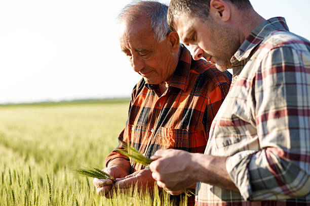 istock Senior farmer in a field examining crop 533572438