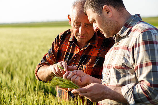 istock Senior farmer in a field examining crop 533572680