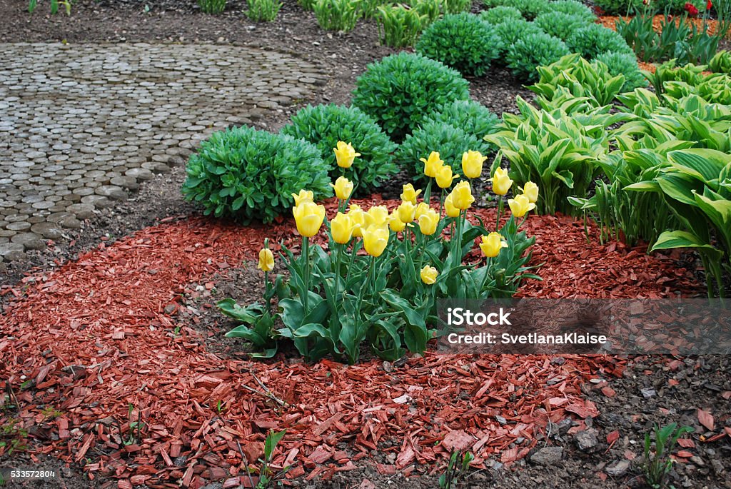 Plantas decorativas en el paisaje. - Foto de stock de Mantillo libre de derechos