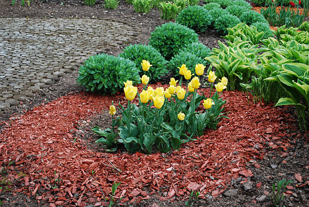 Ornamental plants for landscaping. Yellow and red tulips, Sedum telephium 'Herbstfreude', Hosta sieboldiana on the flowerbed, sprinkler with red dyed mulch. Ornamental plants for landscaping. hosta photos stock pictures, royalty-free photos & images
