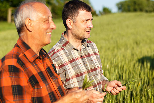 istock Senior farmer in a field examining crop 533572948