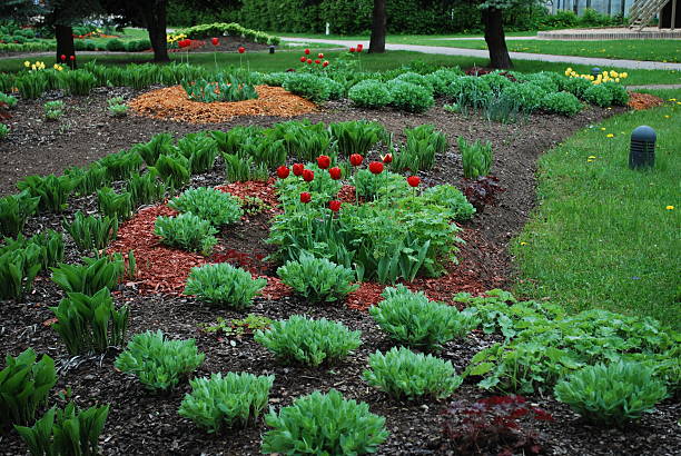 istock Ornamental plants for landscaping. 533573500