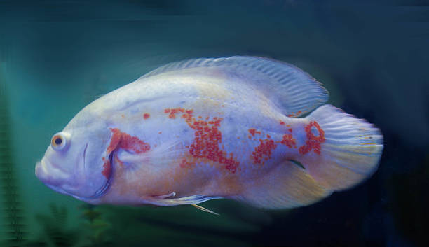 Astronotus Ocellatus Oscar Fish stock photo