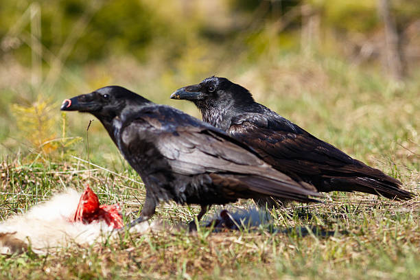 istock Ravens eating their prey - goatling 533574860