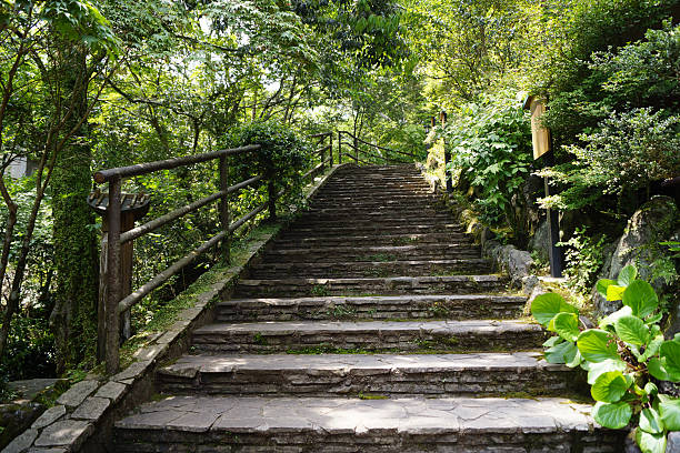 istock Myriad green leaves park 533576000