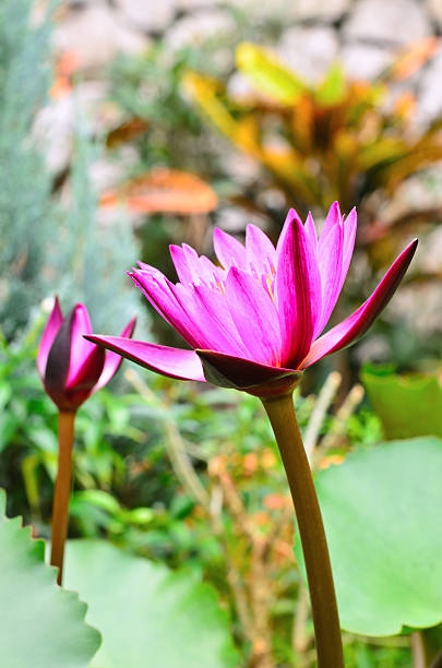 istock pink lotus and green leaf 533576128