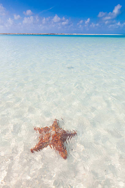 istock beautiful beach in Cayo Largo del Sur, Cuba 533576219
