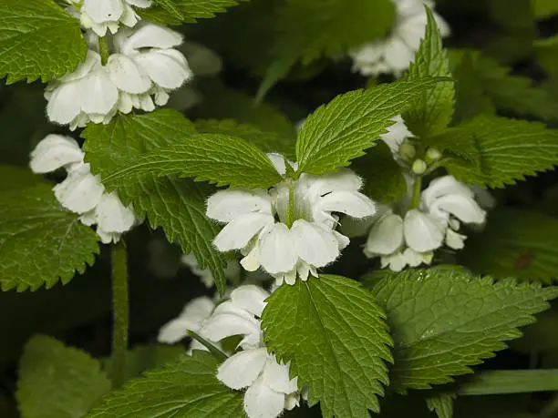White dead-nettle, Lamium album, weed blooming close-up, selective focus, shallow DOF