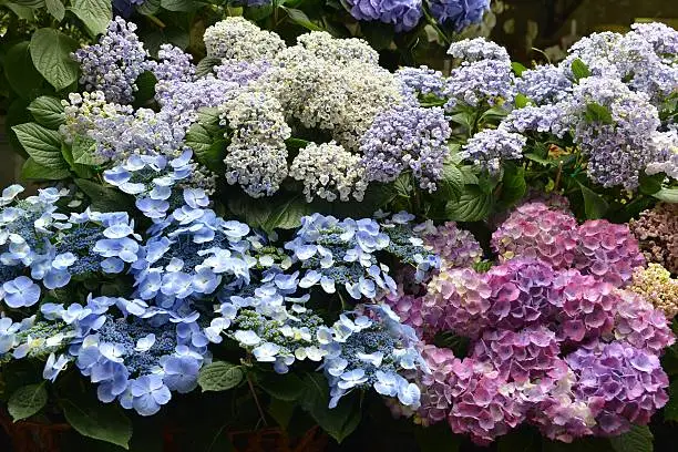 Hydrangea - Hortensie, in flowerpots, in garden, ....