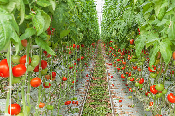 istock tomato greenhouses 533577023