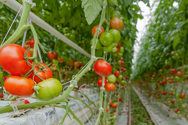 istock tomato greenhouses 533577073