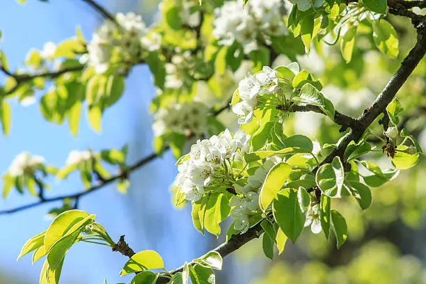 Pear-tree in spring season. Blossoming pear background