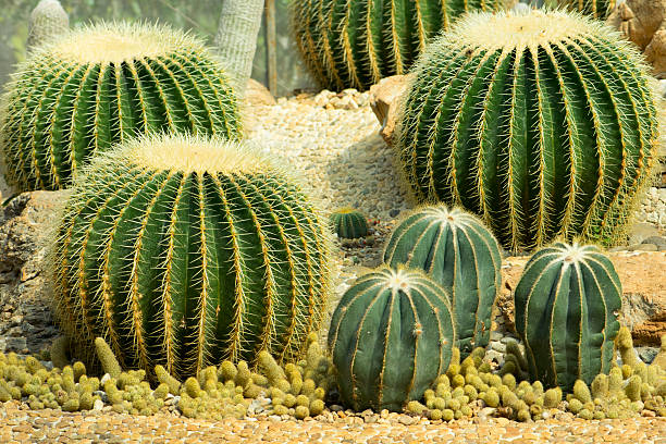 istock Cactus planted in a botanical garden. Angkhang Chiangmai. 533577652