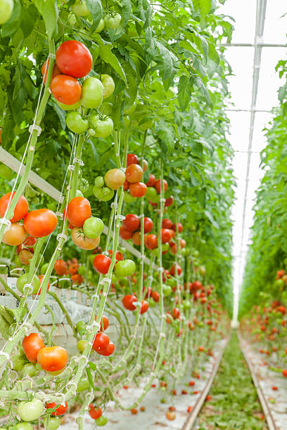 istock tomato greenhouses 533577693