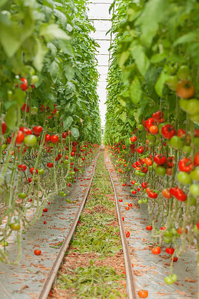 istock tomato greenhouses 533577749