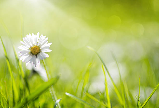 istock Macro Shot Of Daisy Flower 533577838