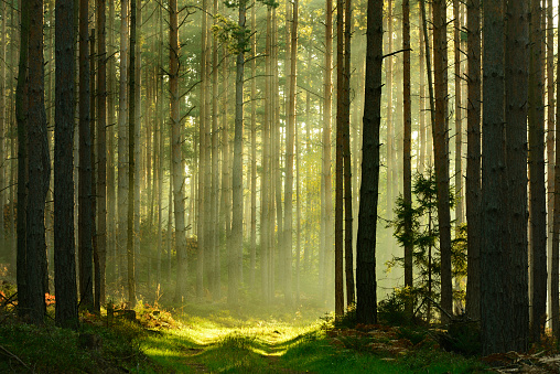 Sunbeams romper a través de un bosque de pinos, árbol al amanecer photo