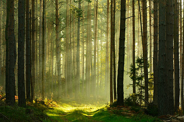 sunbeams breaking through pine tree forest at sunrise - forest stockfoto's en -beelden
