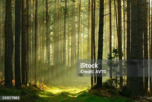 istock Sunbeams breaking through Pine Tree Forest at Sunrise 533577883