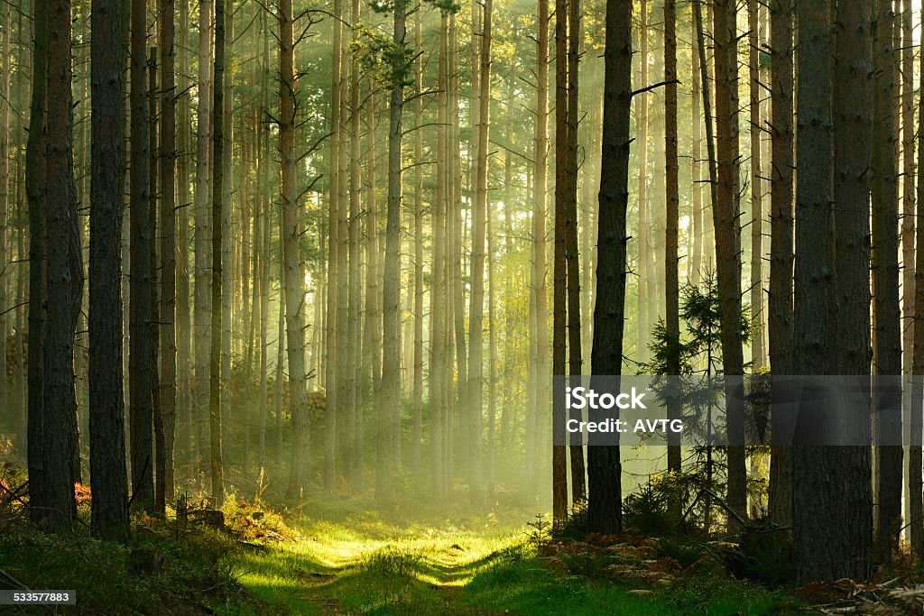 Sunbeams breaking through Pine Tree Forest at Sunrise rays of sunlight amongst trees and footpath through forest Forest Stock Photo