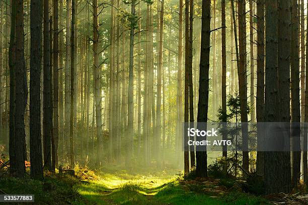 Sunbeams Breaking Through Pine Tree Forest At Sunrise Stock Photo - Download Image Now