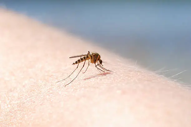 Close-up shot of a mosquito blood sucking on human skin